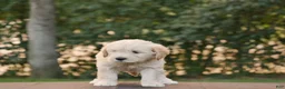 Goldendoodle dogs for sale: Buster - Ad 1
