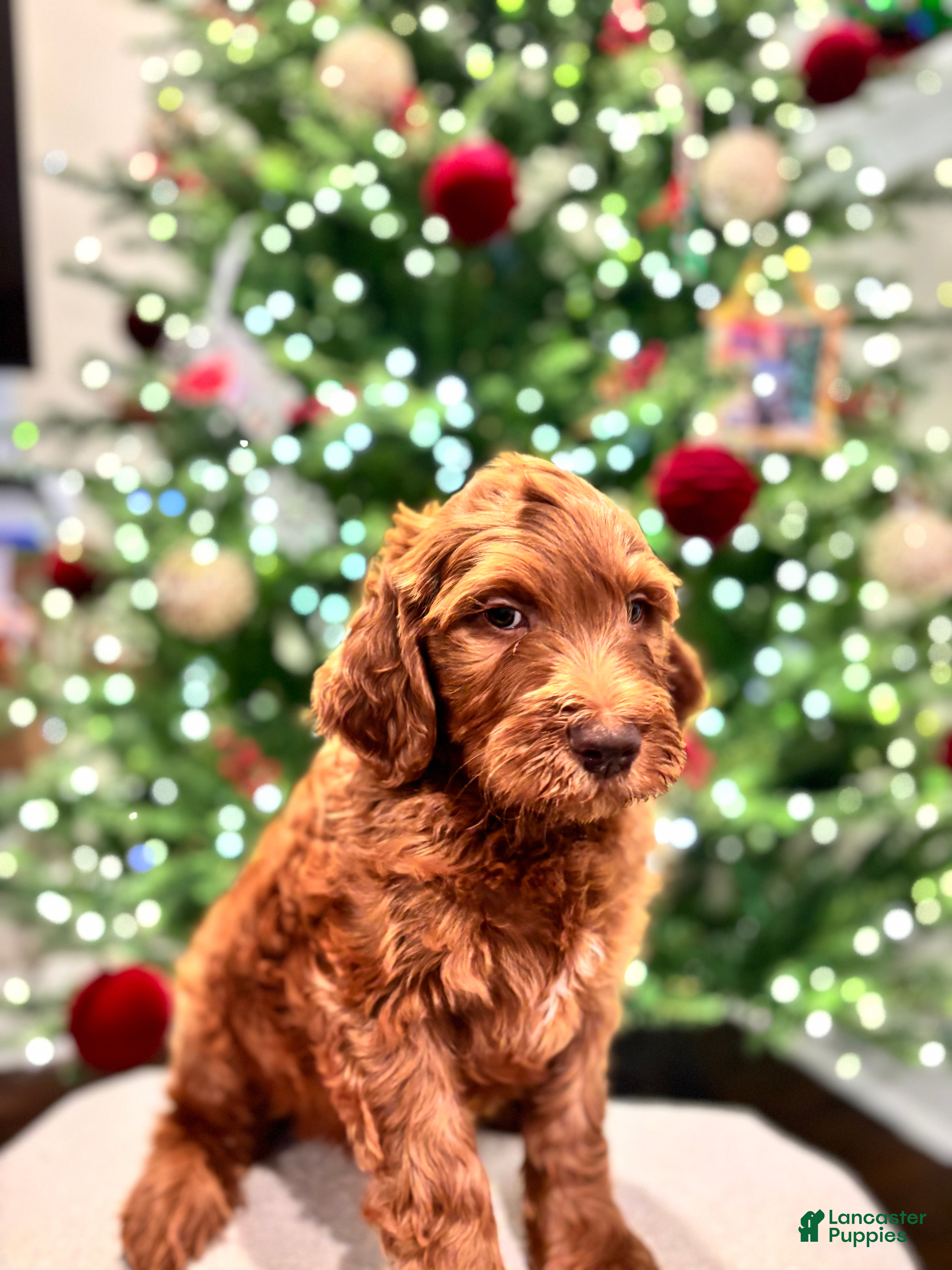 Goldendoodle dogs orange  - Ad 3