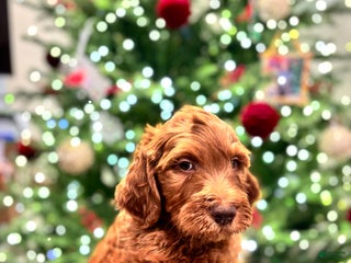 Goldendoodle dogs orange - Ad 22