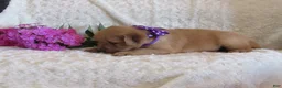 Golden Retriever dogs for sale: Layla - Ad 5