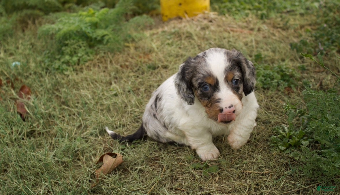 Dachshund dogs Louie  - Ad 9