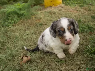Dachshund dogs Louie - Ad 9