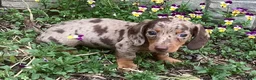 Miniature Dachshund dogs for sale: Popcorn  - Ad 1
