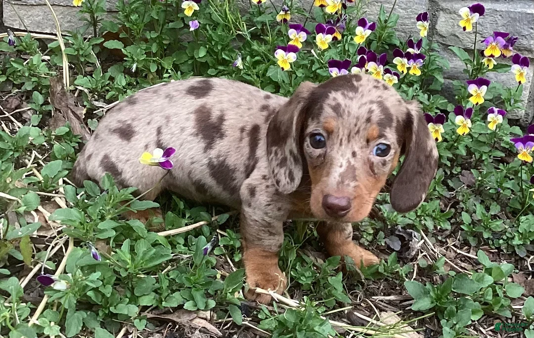 Miniature Dachshund dogs for sale: Popcorn  - Ad 1