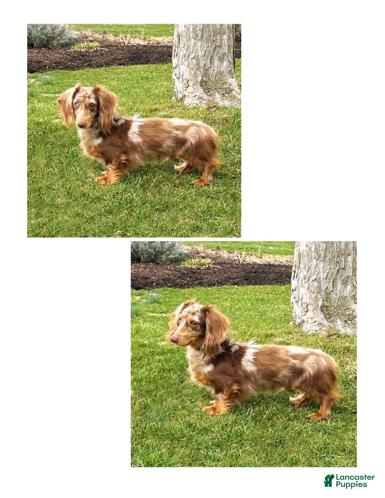 Miniature Dachshund dogs for sale: Sonic - Ad 4
