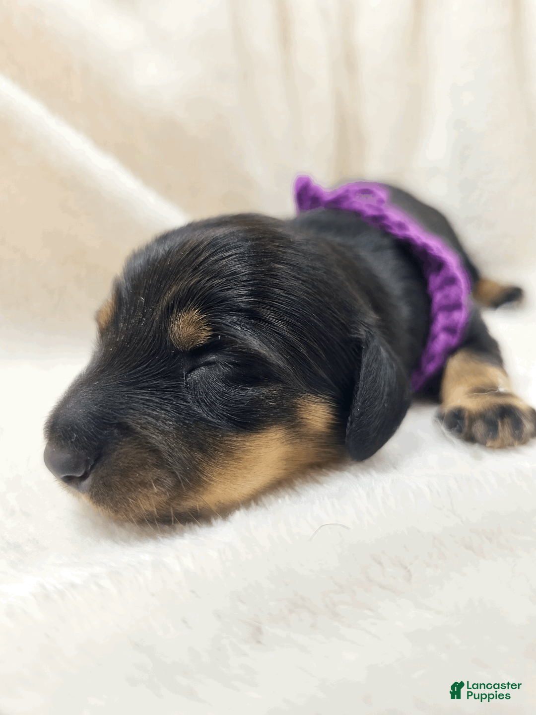 Miniature Dachshund dogs for sale: Shore - Ad 2