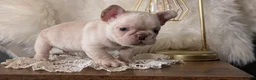 French Bulldog dogs for sale: Jax - Ad 9