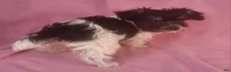 Yorkiepoo dogs for sale: Victoria Frills - Ad 6