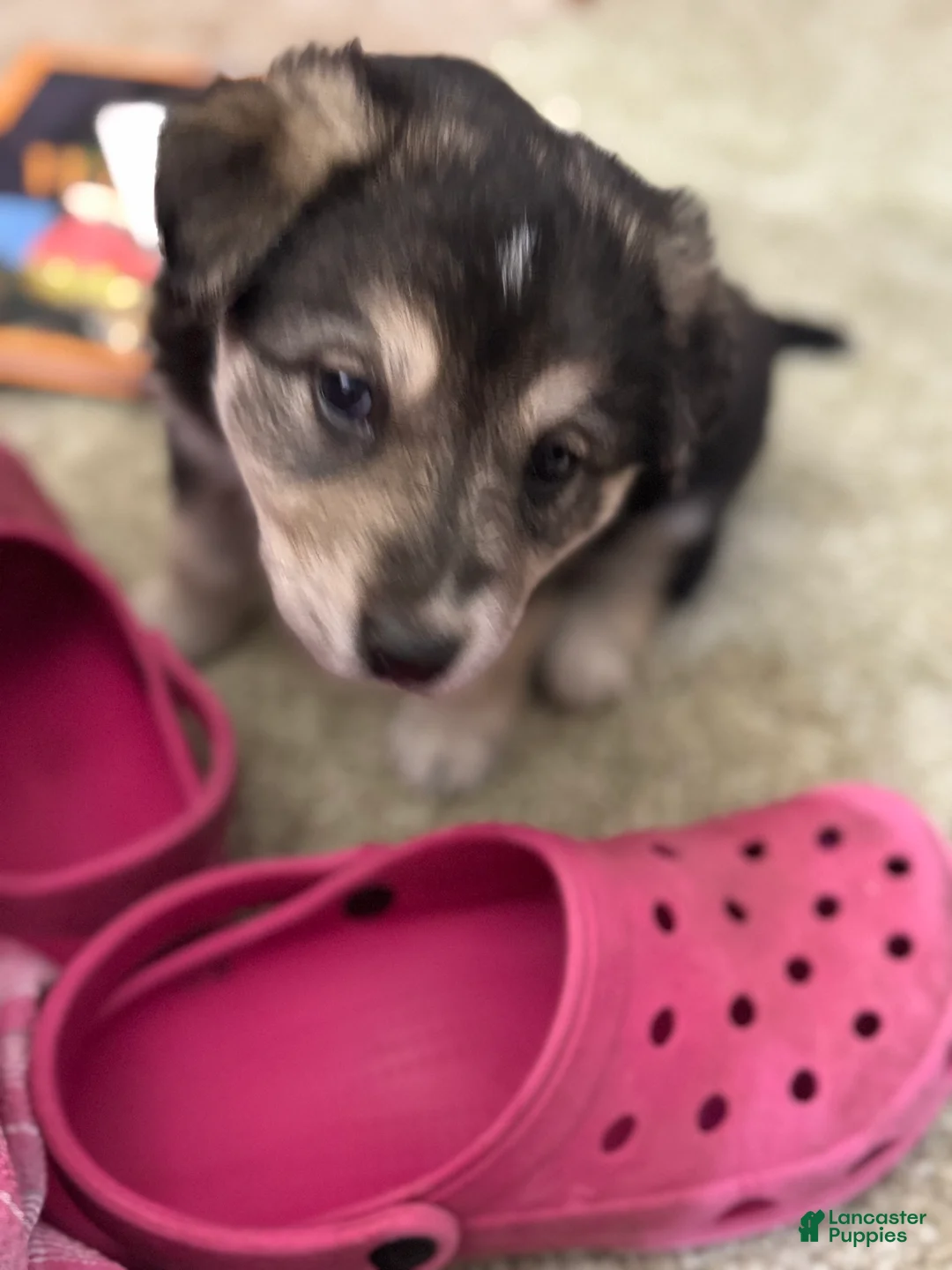 Mixed Breed dogs for sale: Dumpling - Ad 8