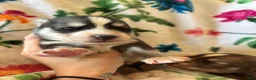 Siberian Husky dogs for sale: Red collar male - Ad 4