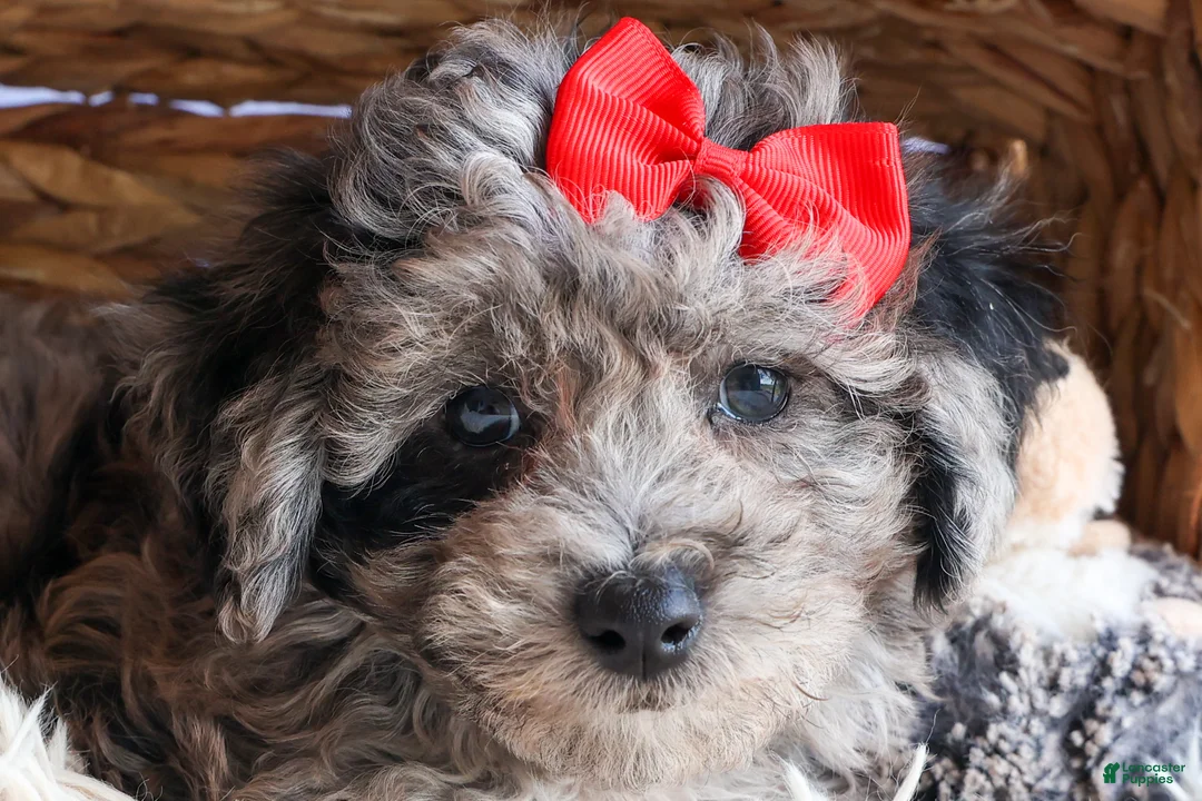 Bichpoo dogs for sale: NORMAN - Ad 2