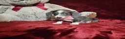 Miniature Dachshund dogs for sale: BLUEBERRY - Ad 6