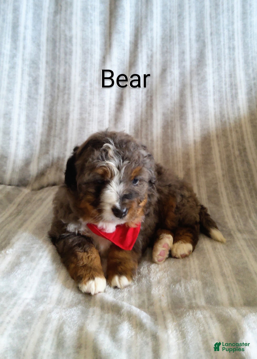 Mini Bernedoodle dogs for sale:  Sadie  - Ad 11