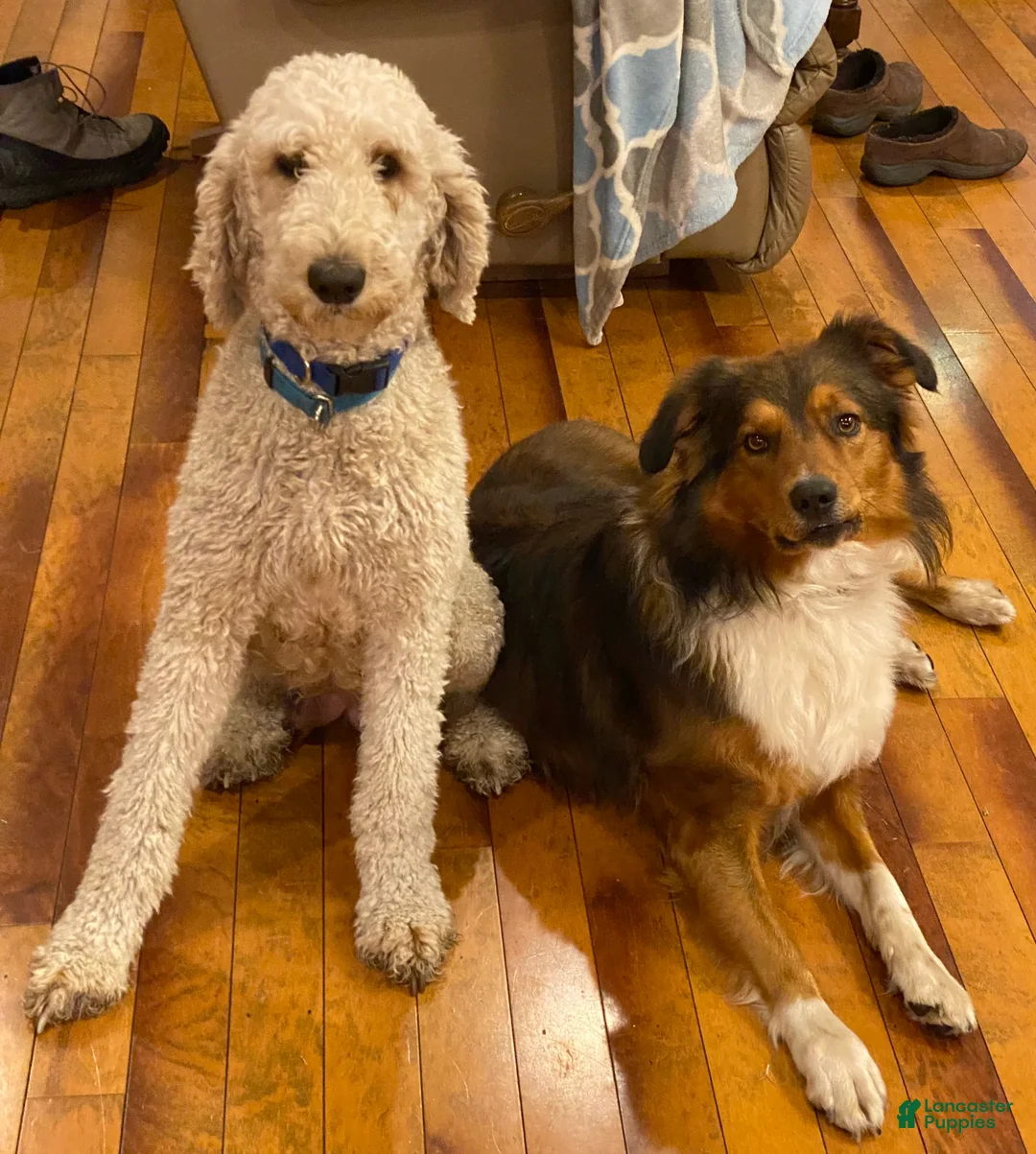 Mixed Breed dogs for sale: Female # 5 English  Shepherd Doodle  - Ad 22