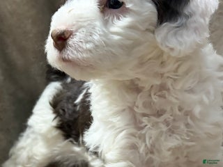 Bernedoodle dogs for sale: Ava - Ad 1
