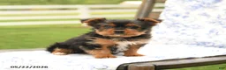 Yorkshire Terrier dogs for sale: Teddy - Ad 2