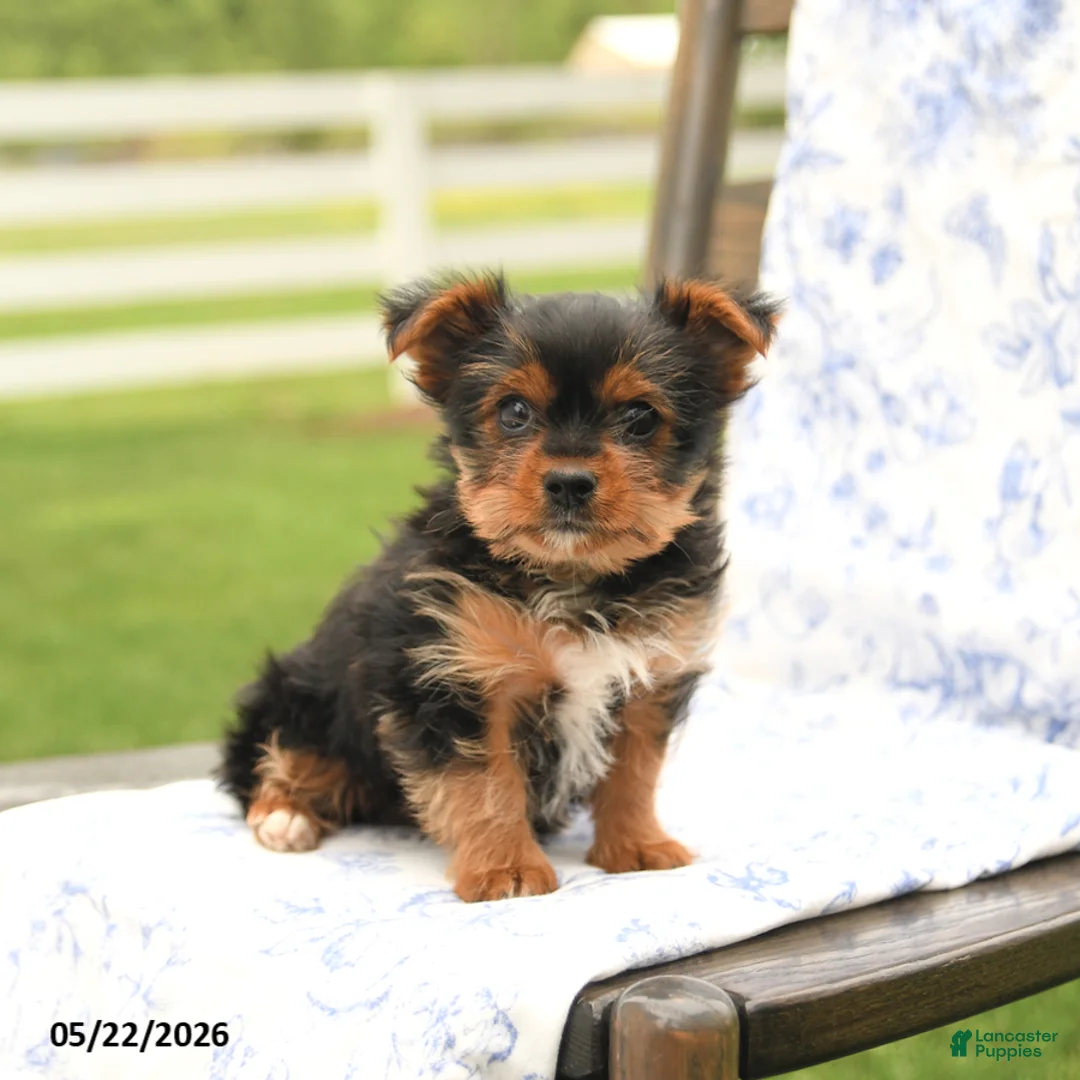 Yorkshire Terrier dogs for sale: Teddy - Ad 2