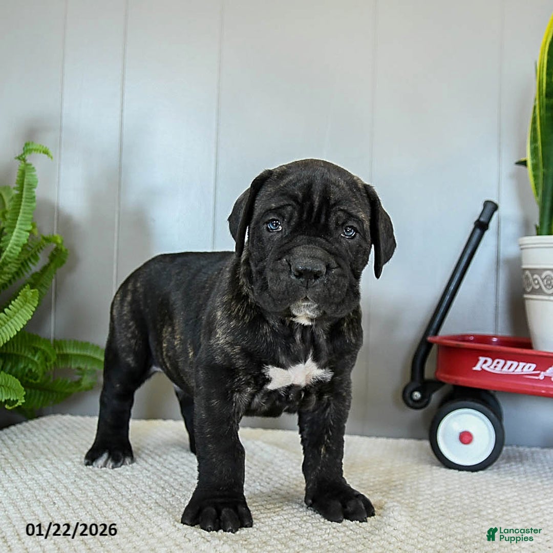 Cane Corso dogs for sale: Hank - Ad 4