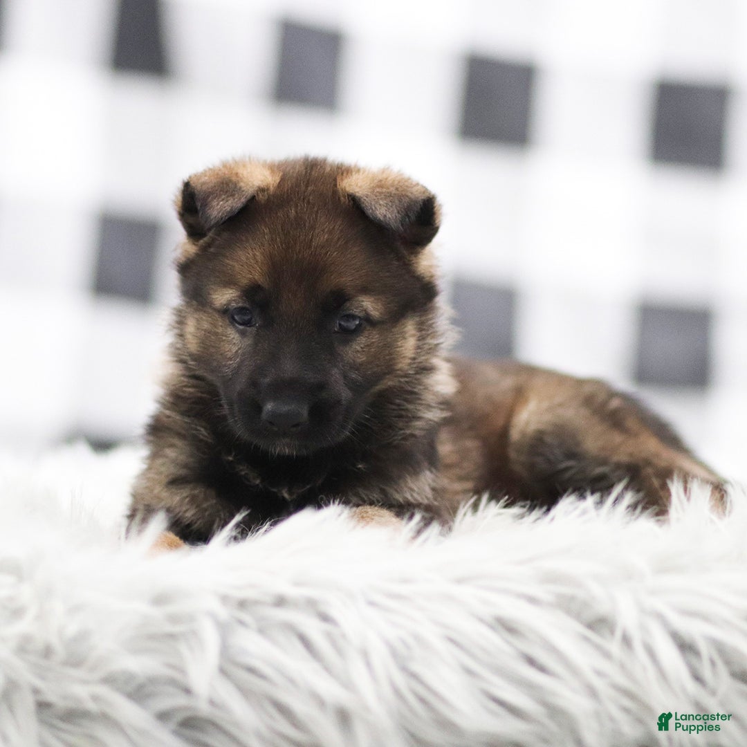 German Shepherd dogs for sale: Fern - Ad 2