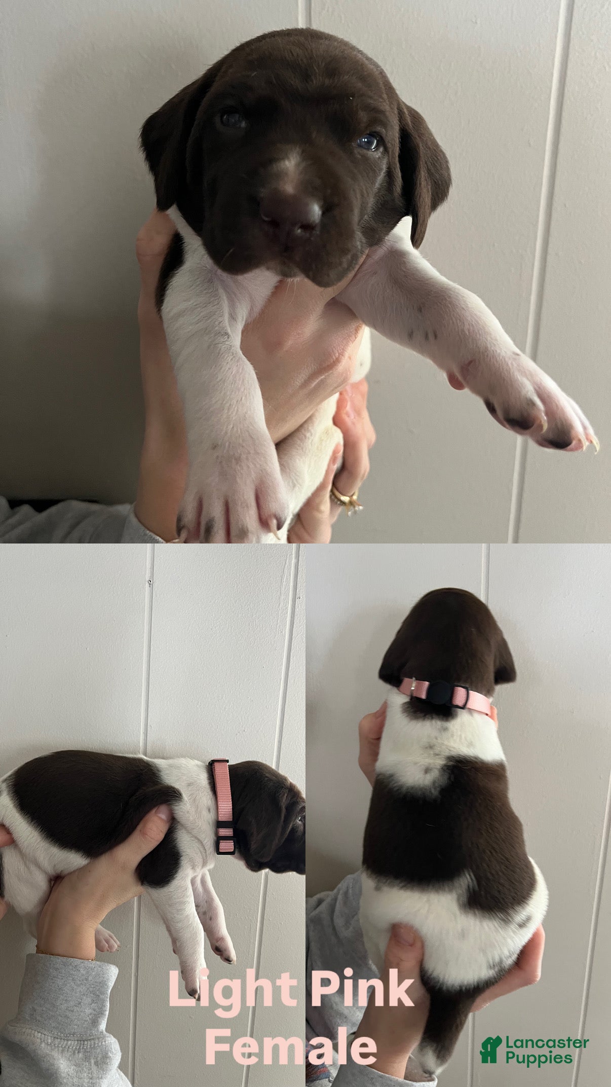 German Shorthaired Pointer dogs German Shorthaired Pointer Puppy 4 - Ad 41