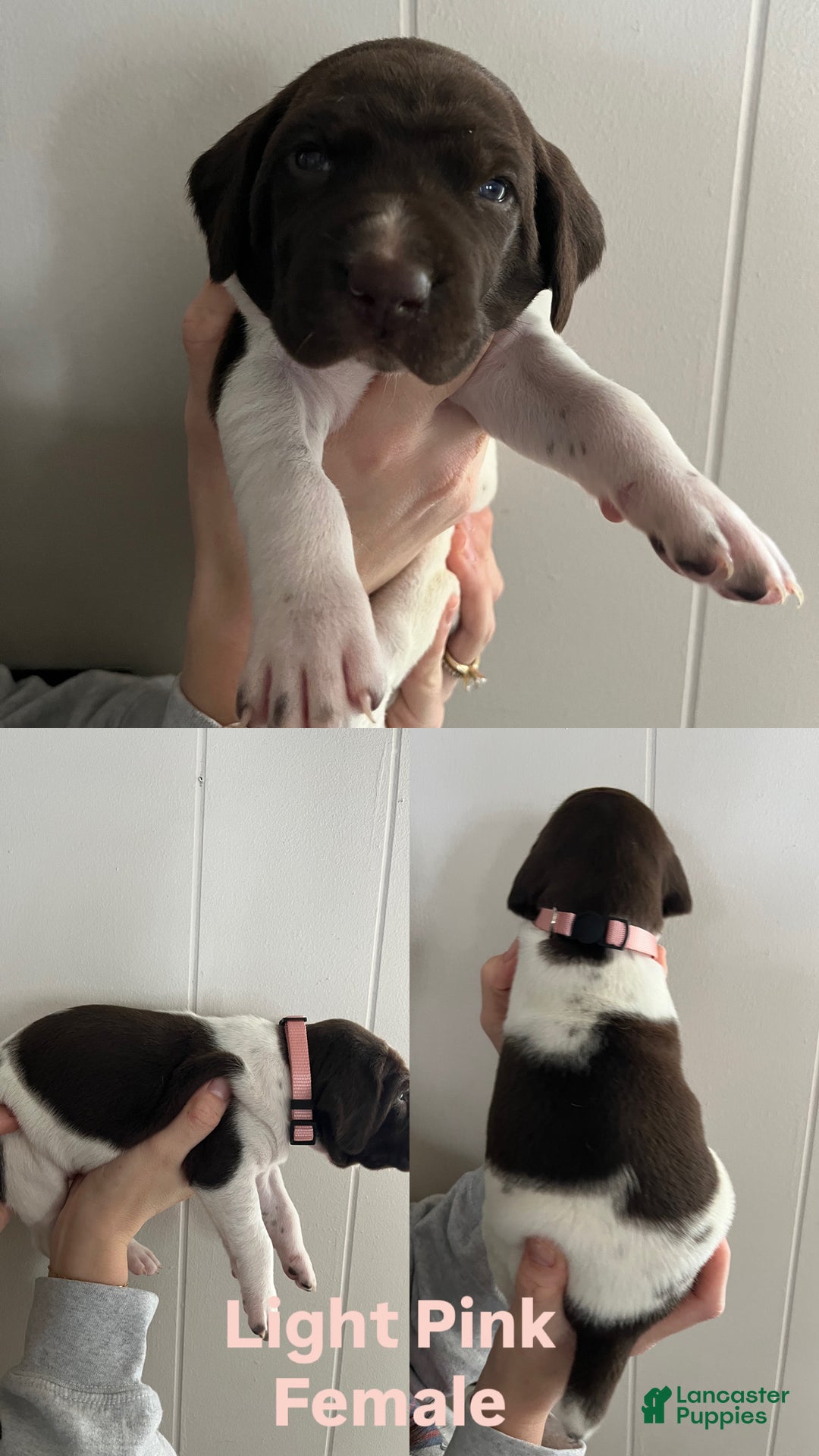 German Shorthaired Pointer dogs for sale: German Shorthaired Pointer Puppy 4 - Ad 1