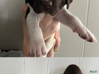 German Shorthaired Pointer dogs for sale: German Shorthaired Pointer Puppy 4 - Ad 1
