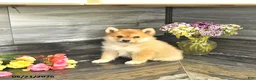 Pomsky dogs for sale: Jewelz - Ad 4