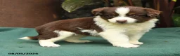 Miniature Australian Shepherd dogs for sale: Sabrina - Ad 4