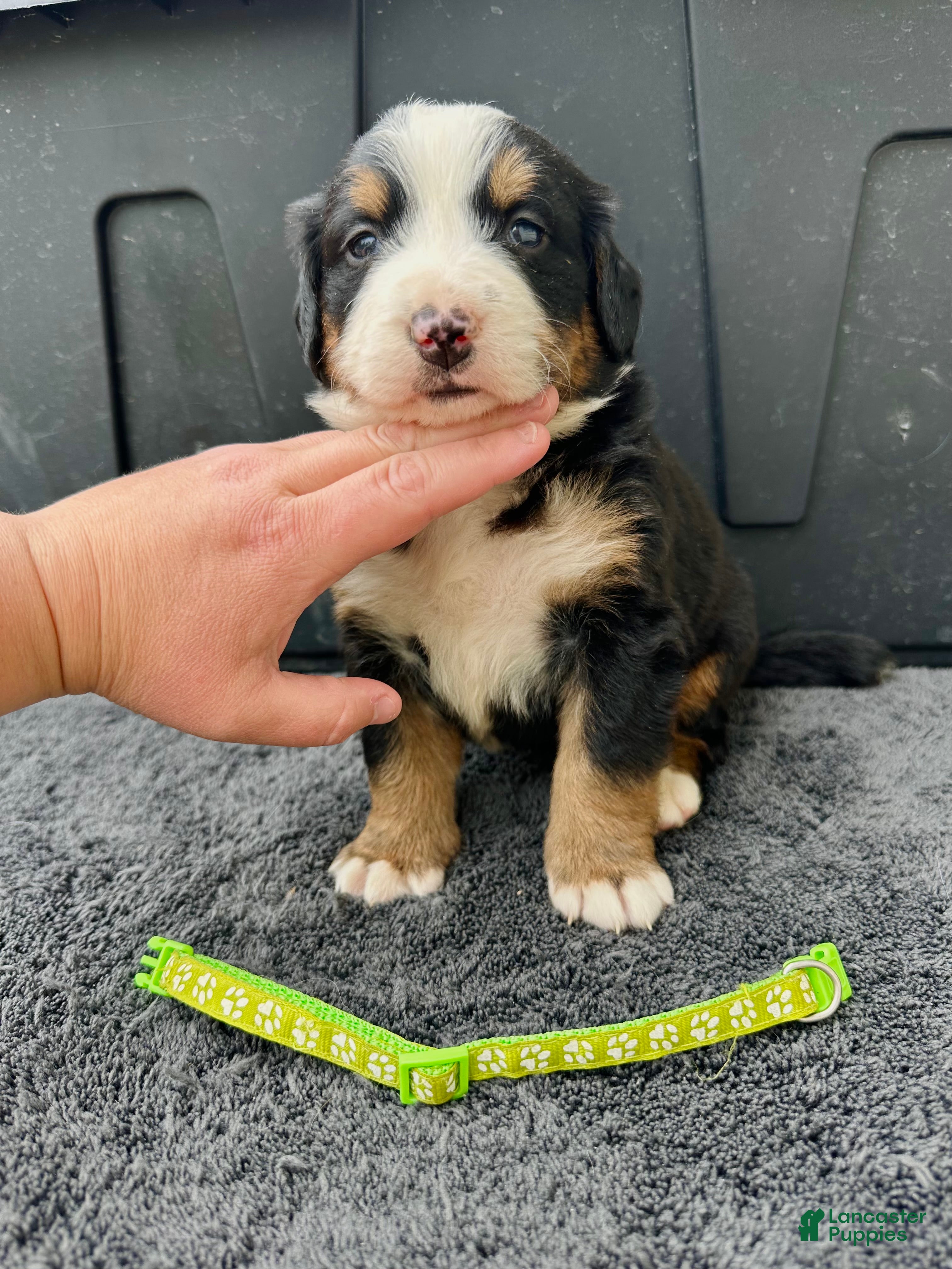 Bernese Mountain Dog dogs Berner bunch - Ad 1