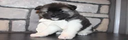 Akita dogs for sale: AKC Riley - Ad 10