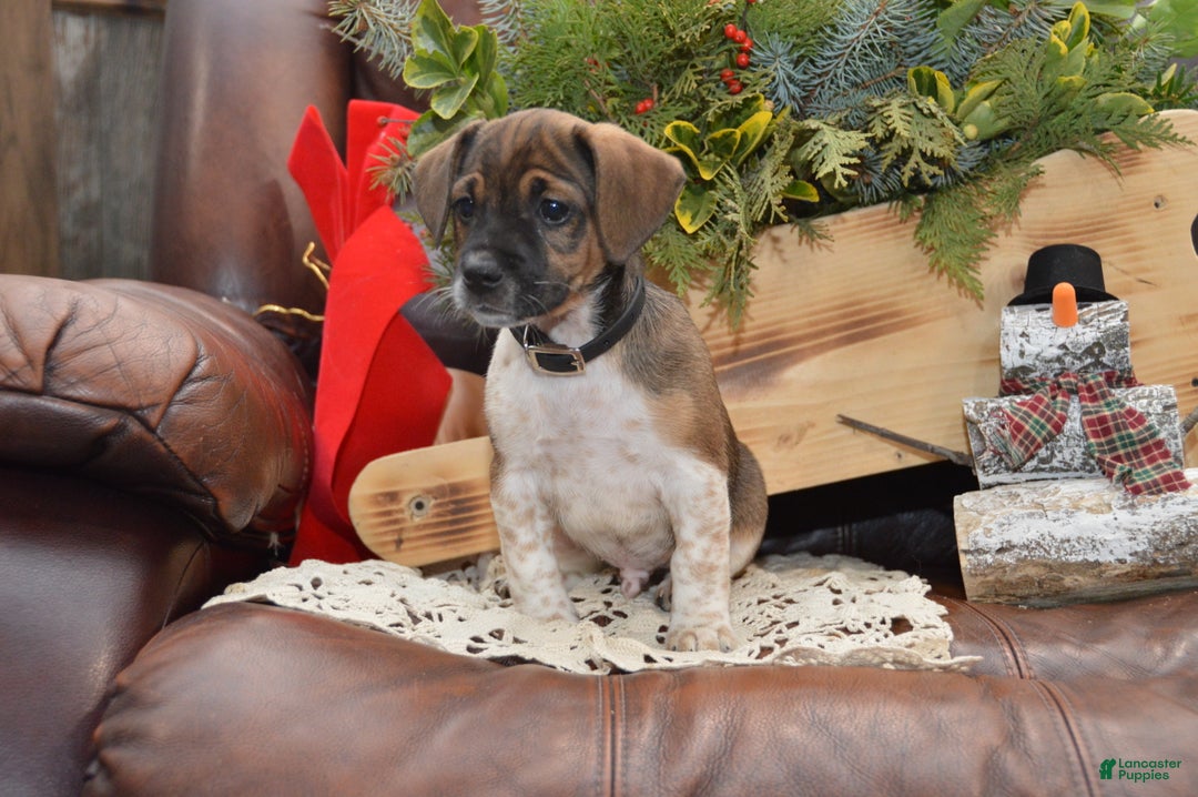 Jug dogs for sale: Alex - Ad 2