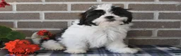Shih Tzu dogs for sale: Rachel - Ad 3
