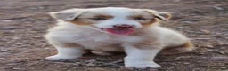 Australian Shepherd dogs for sale: Red merle male with one blue eye - Ad 8