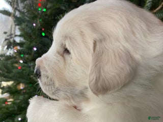 Great Pyrenees dogs Great Pyrenees Male Puppy - Green - Ad 37