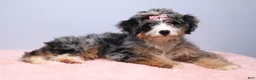 Mini Bernedoodle dogs for sale: Fern  - Ad 3