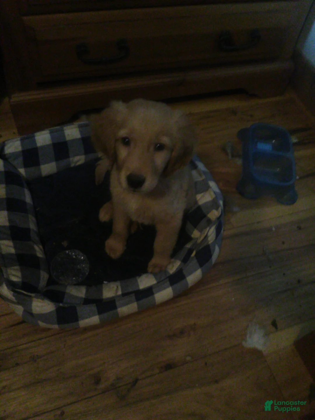 Golden Retriever dogs for sale: grace - Ad 2