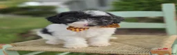 Mini Sheepadoodle dogs for sale: Josh - Ad 5