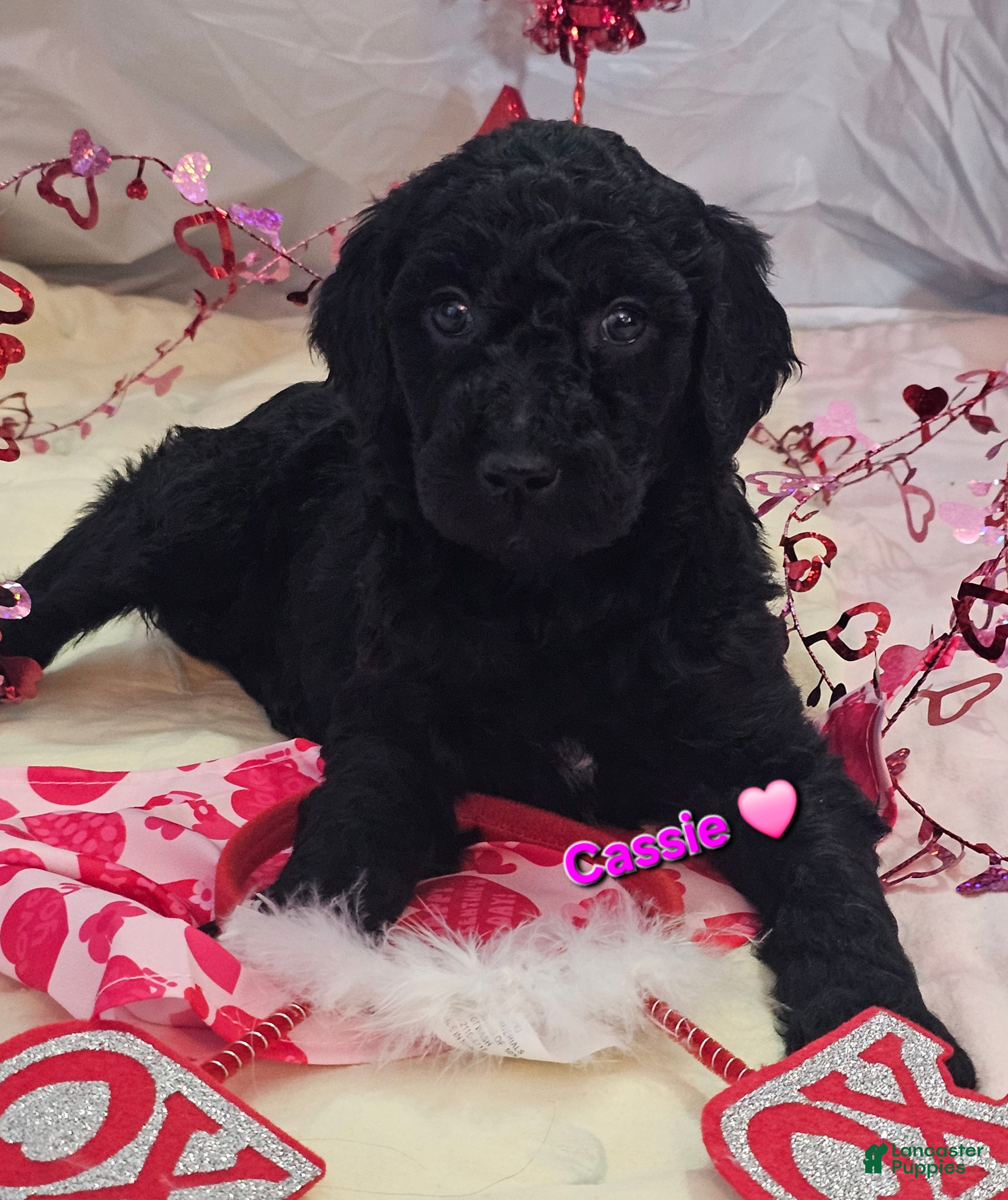 Goldendoodle dogs Cassie  - Ad 4