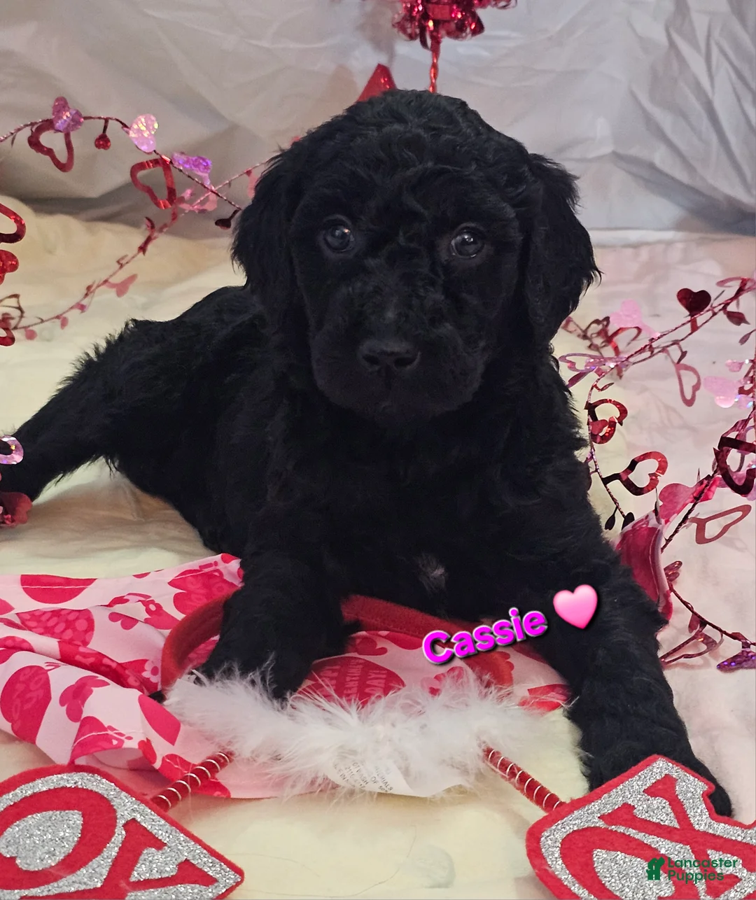 Goldendoodle dogs for sale: Cassie  - Ad 1