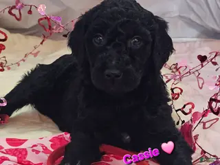 Goldendoodle dogs Cassie - Ad 4