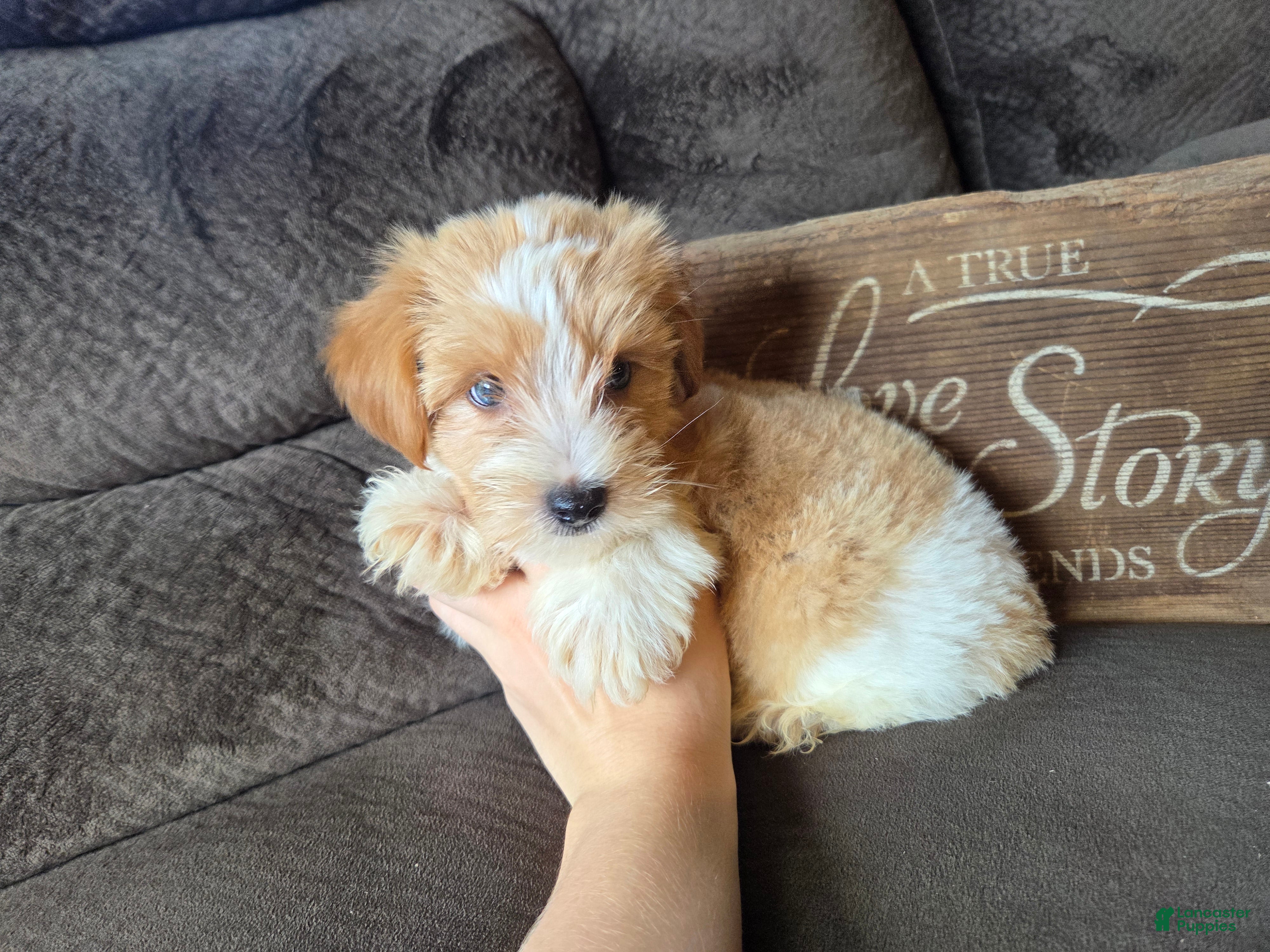 Yorkshire Terrier dogs Cody - Ad 2