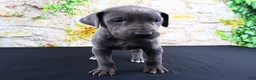 Great Dane dogs for sale: Blue - Ad 6