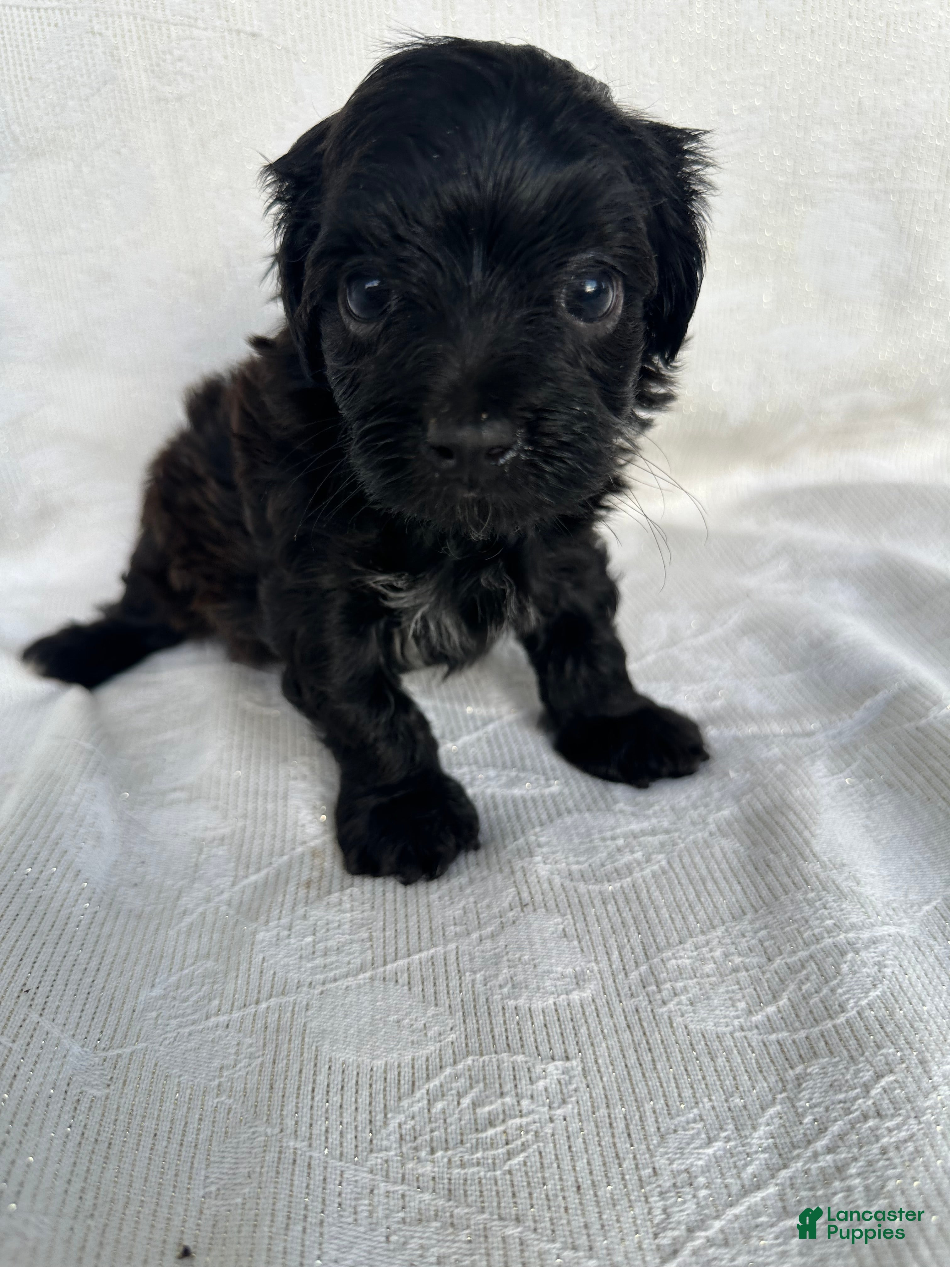 Morkie dogs Morkie 4 - Ad 15