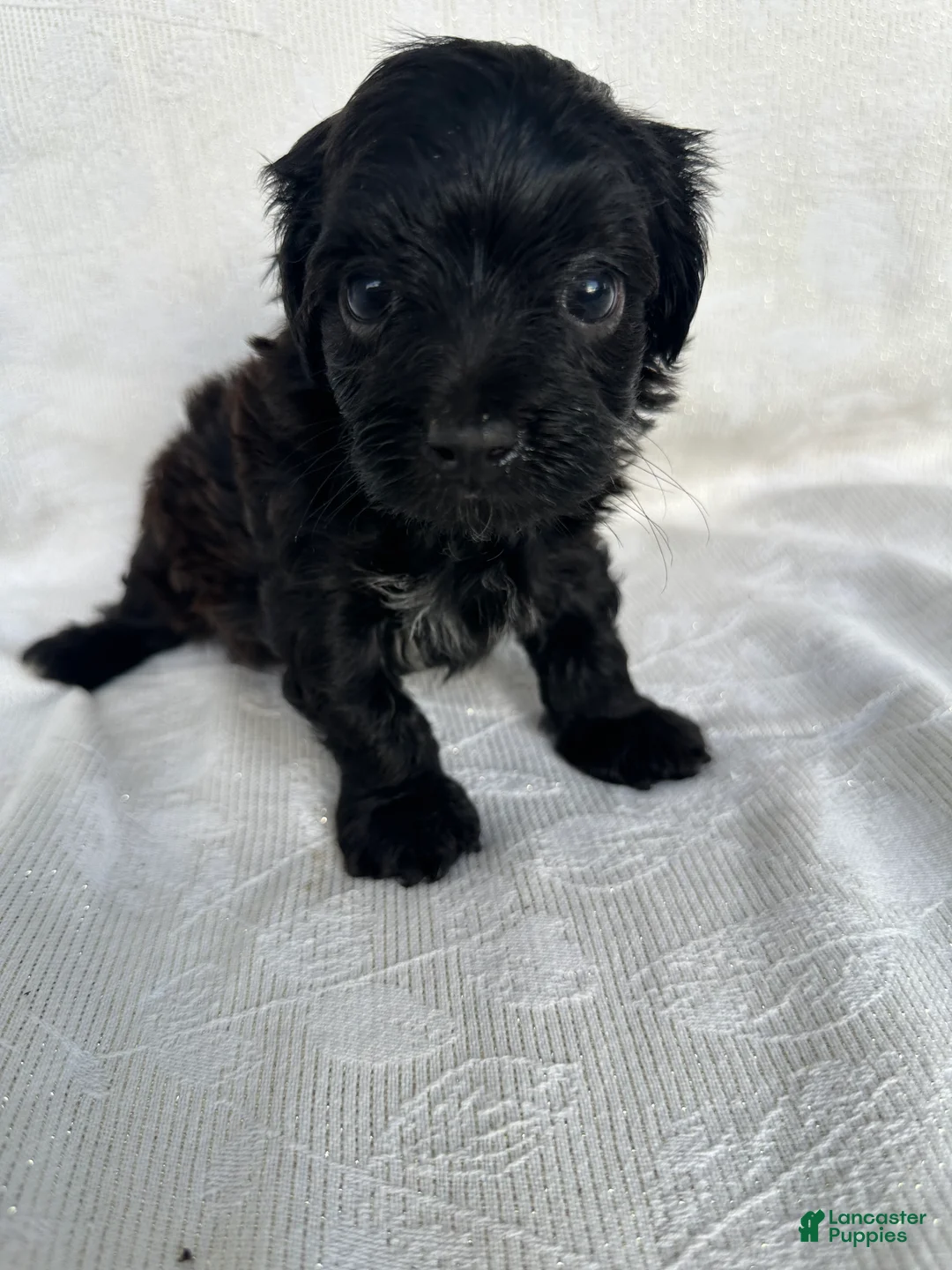 Morkie dogs for sale: Morkie 4 - Ad 1