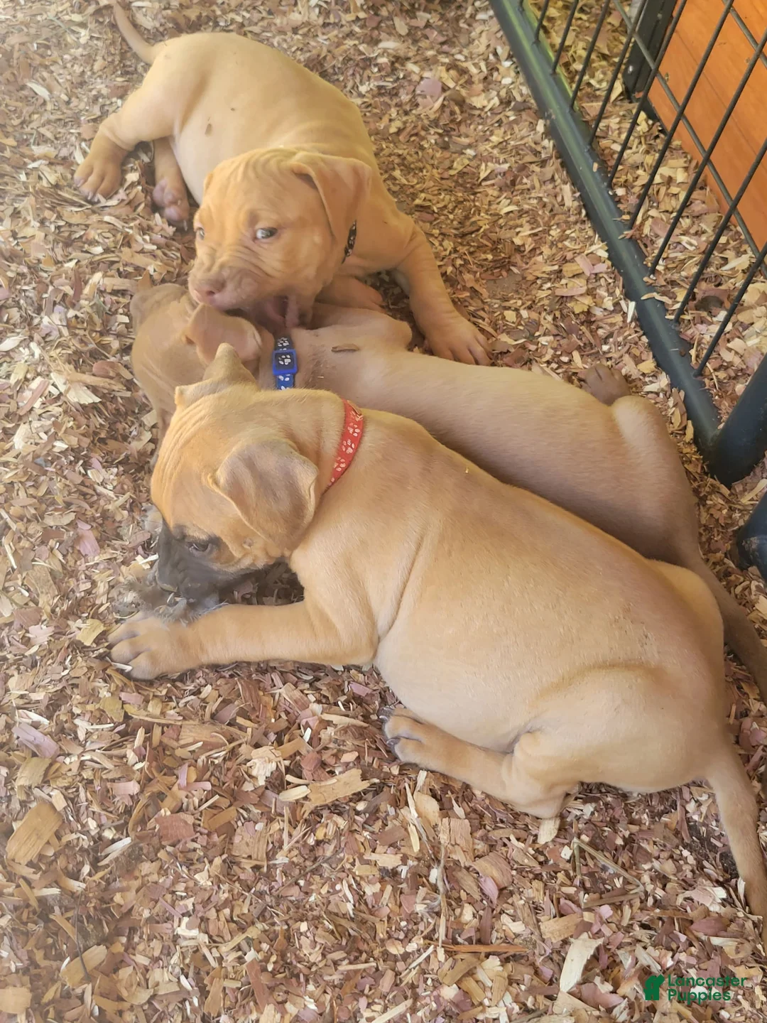 Gallery Image {{count}}