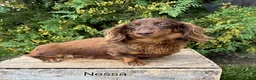 Miniature Dachshund dogs for sale: Nash - Ad 4