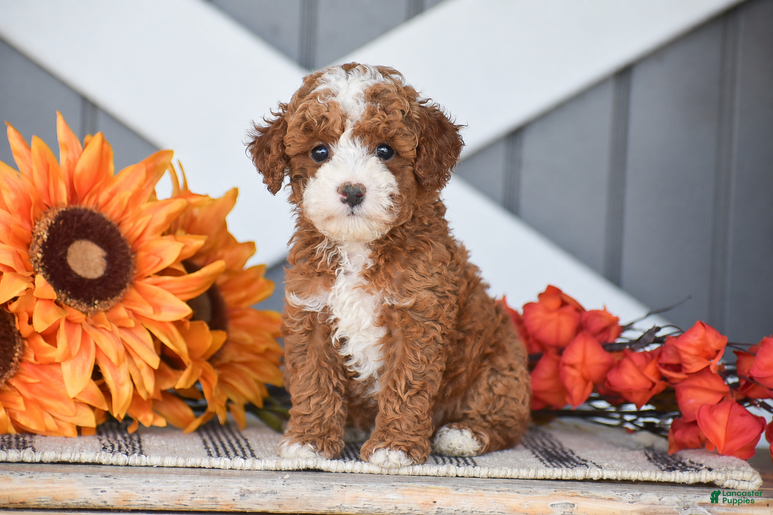 Miniature Poodle dogs for sale: Rayden - Ad 1