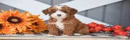 Miniature Poodle dogs for sale: Rayden - Ad 1