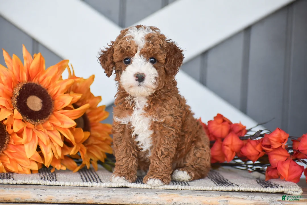 Miniature Poodle dogs for sale: Rayden - Ad 1