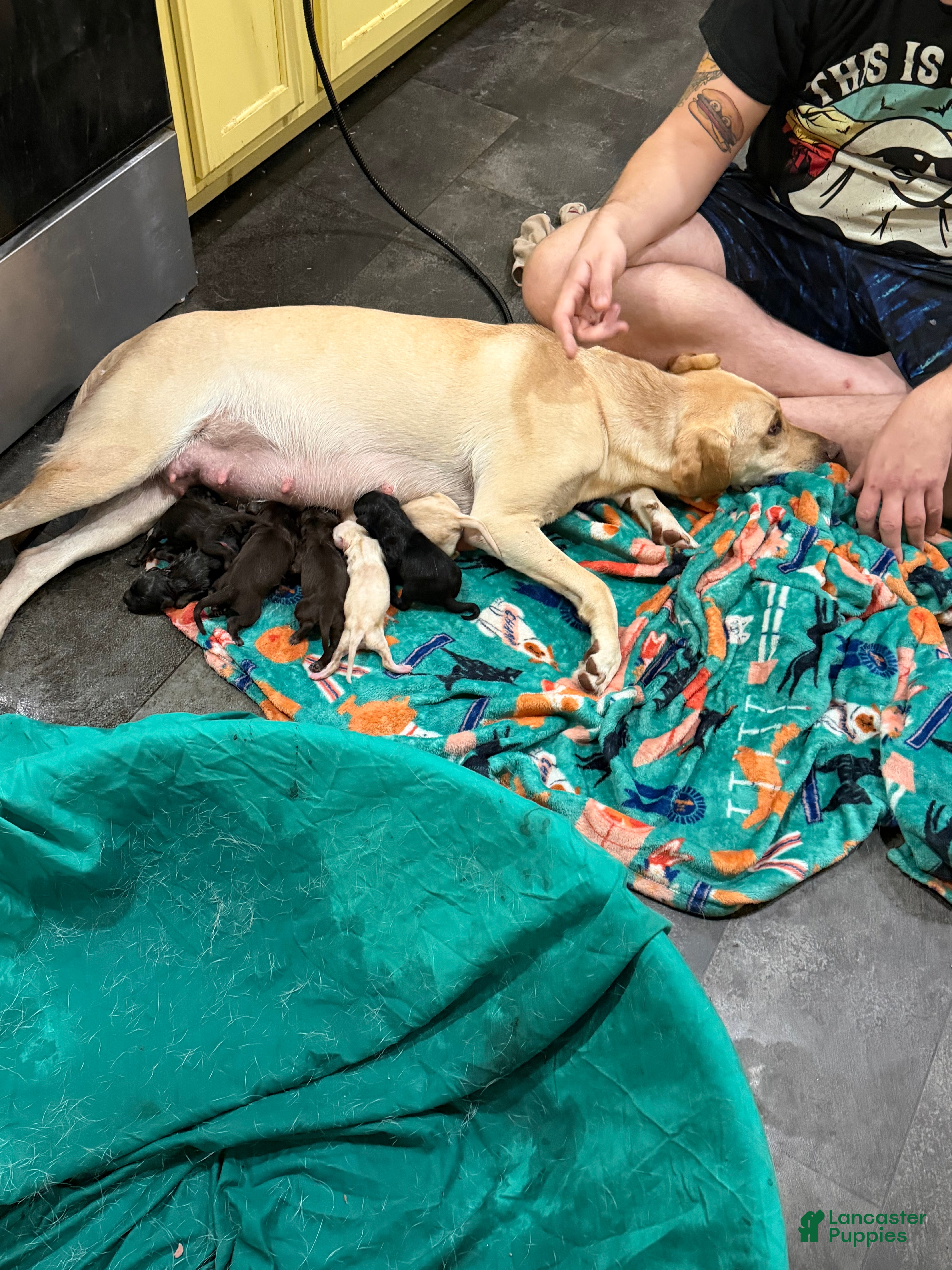 Mixed Breed dogs Mixed Breed Mother  - Ad 2